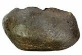 Fossil Whale Ear Bone - Miocene #109264-1